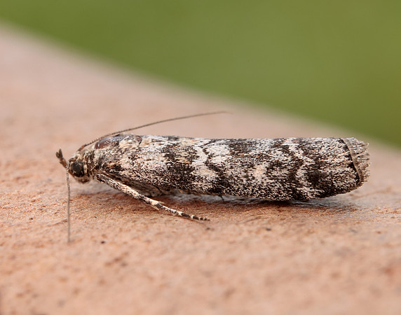 62.028 BF1454 Dioryctria abietella