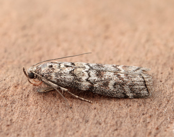 62.028 BF1454 Dioryctria abietella