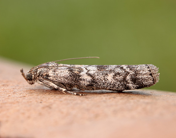 62.028 BF1454 Dioryctria abietella