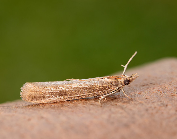 62.069 BF1432 Anerastia lotella