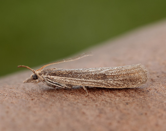 62.069 BF1432 Anerastia lotella