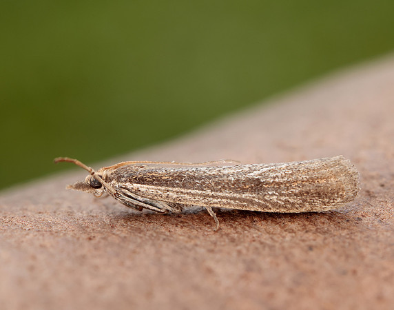 62.069 BF1432 Anerastia lotella