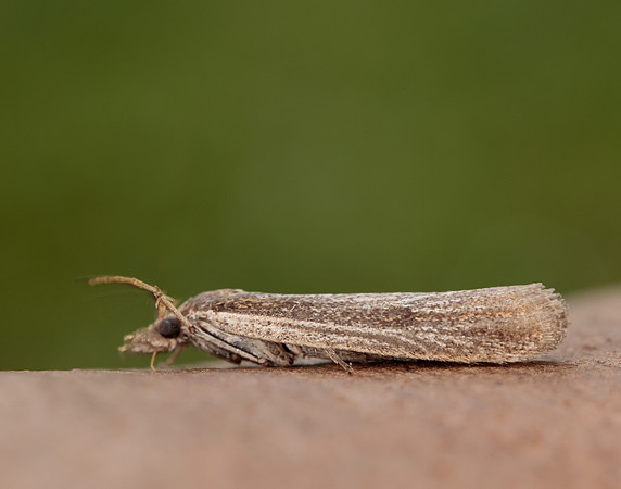 62.069 BF1432 Anerastia lotella