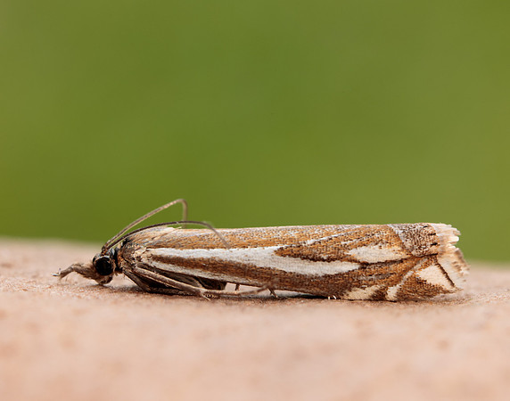 63.085 BF1300 Crambus pratella