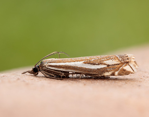 63.085 BF1300 Crambus pratella