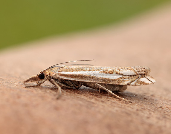 63.085 BF1300 Crambus pratella