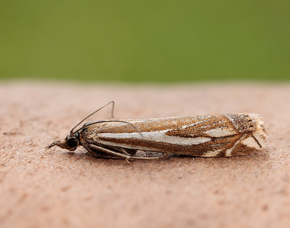 63.085 BF1300 Crambus pratella