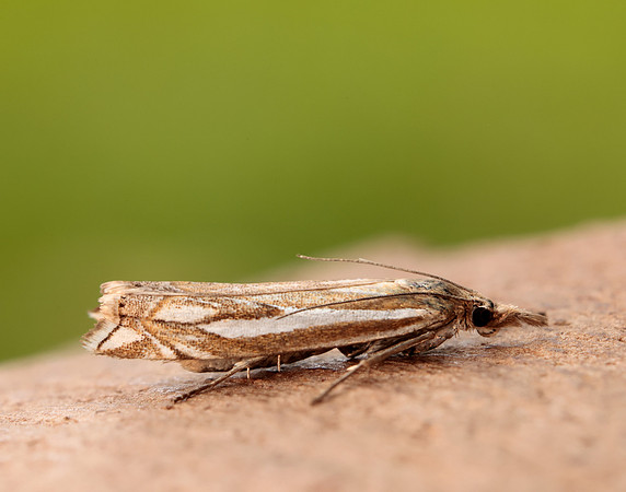63.085 BF1300 Crambus pratella
