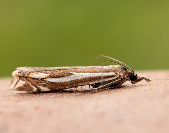 63.085 BF1300 Crambus pratella