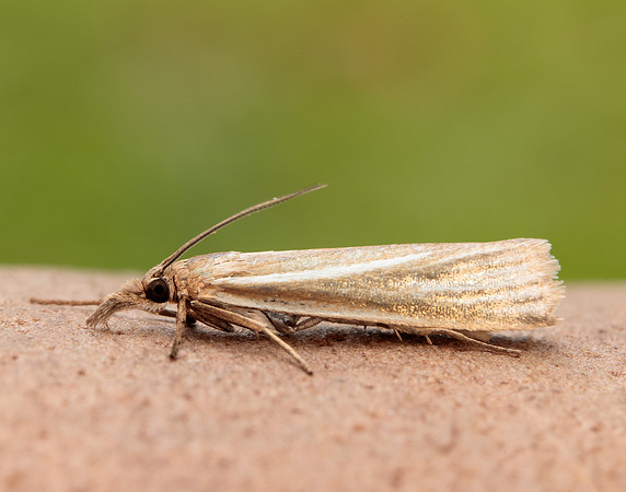 63.088 BF1302 Crambus perlella