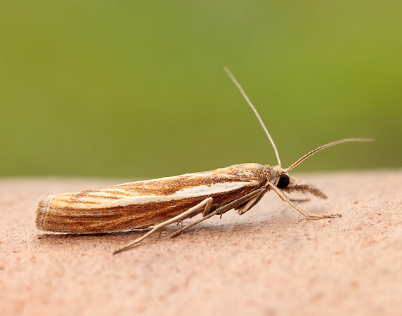 63.089 BF1305 Agriphila tristella