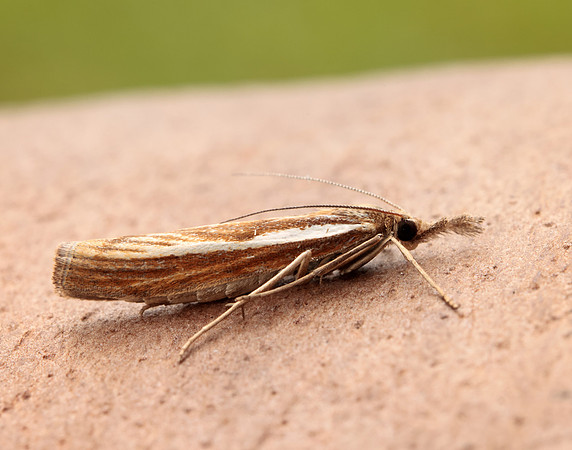 63.089 BF1305 Agriphila tristella