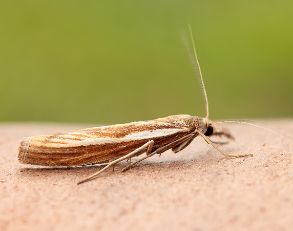 63.089 BF1305 Agriphila tristella