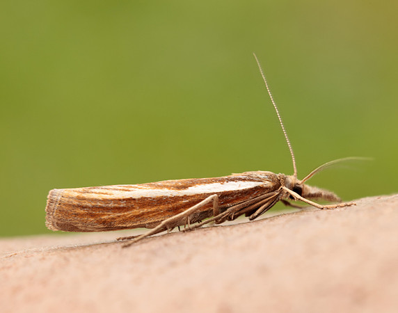 63.089 BF1305 Agriphila tristella