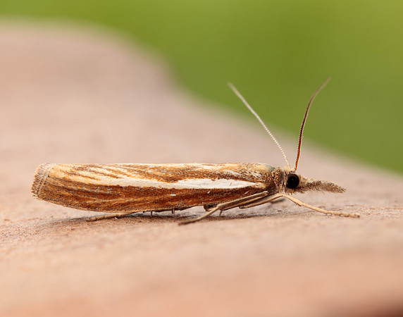 63.089 BF1305 Agriphila tristella