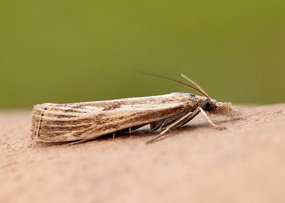 63.090 BF1306 Agriphila inquinatella