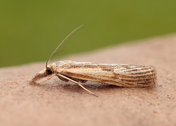 63.090 BF1306 Agriphila inquinatella