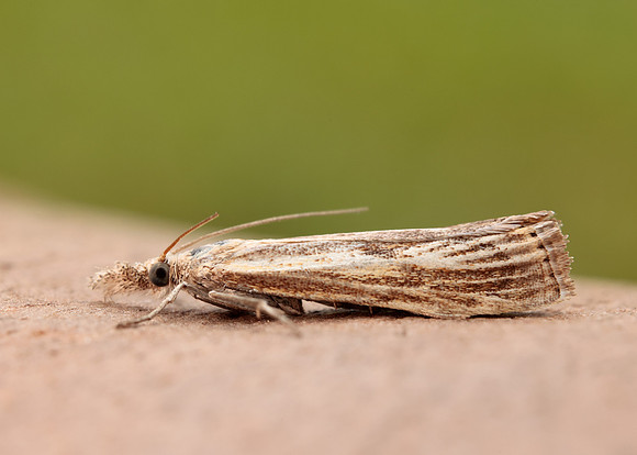 63.090 BF1306 Agriphila inquinatella