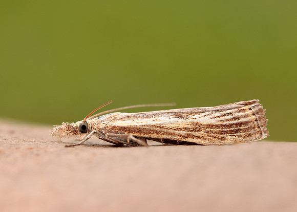 63.090 BF1306 Agriphila inquinatella