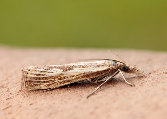 63.090 BF1306 Agriphila inquinatella