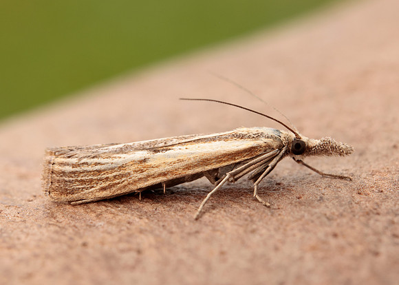 63.090 BF1306 Agriphila inquinatella