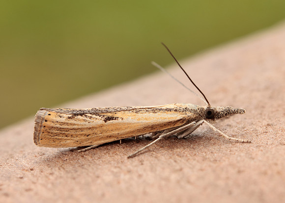 63.090 BF1306 Agriphila inquinatella