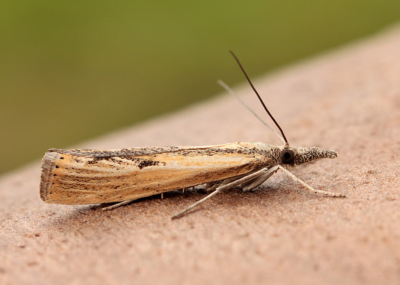 63.090 BF1306 Agriphila inquinatella