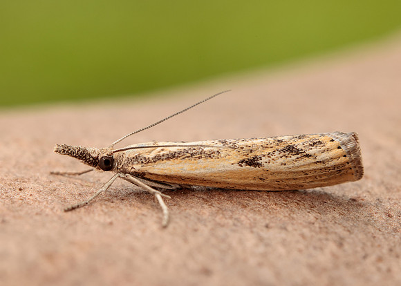63.090 BF1306 Agriphila inquinatella