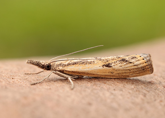 63.090 BF1306 Agriphila inquinatella