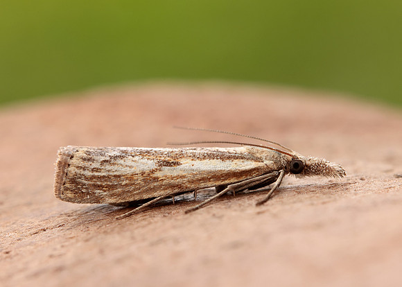 63.090 BF1306 Agriphila inquinatella