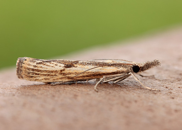 63.090 BF1306 Agriphila inquinatella