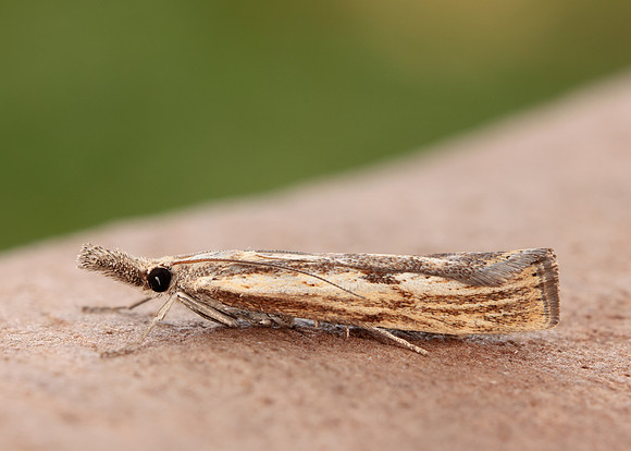 63.090 BF1306 Agriphila inquinatella