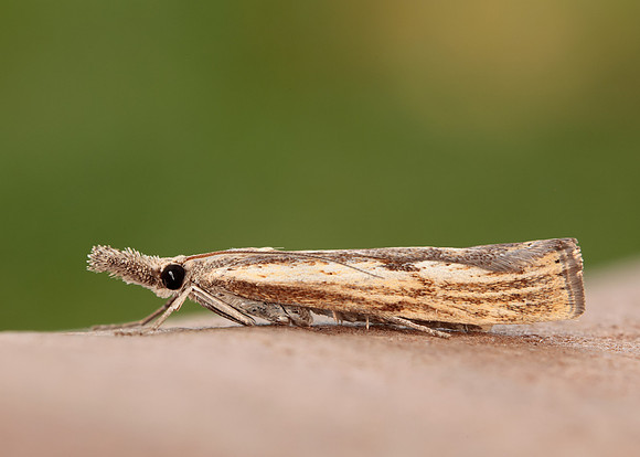 63.090 BF1306 Agriphila inquinatella