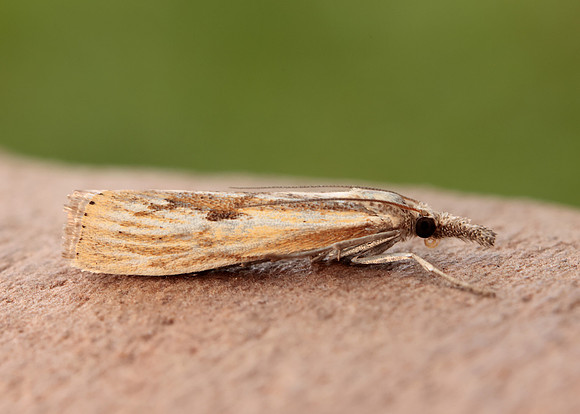 63.090 BF1306 Agriphila inquinatella