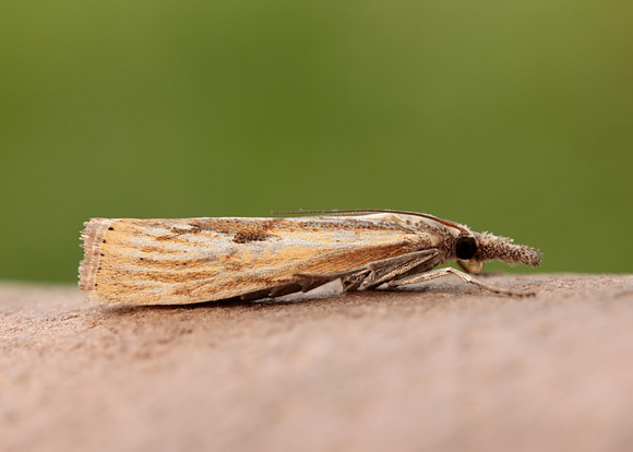 63.090 BF1306 Agriphila inquinatella