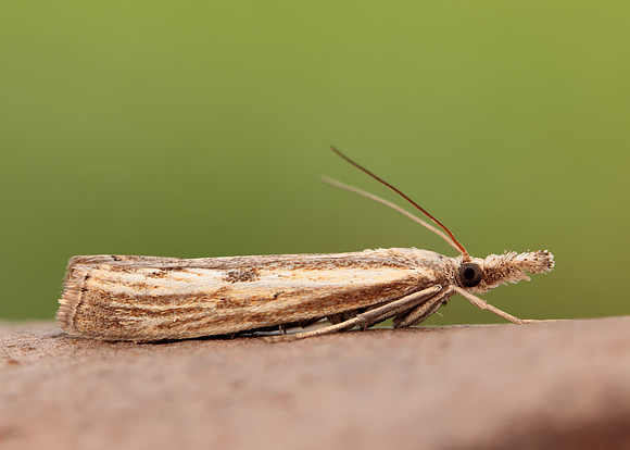 63.090 BF1306 Agriphila inquinatella