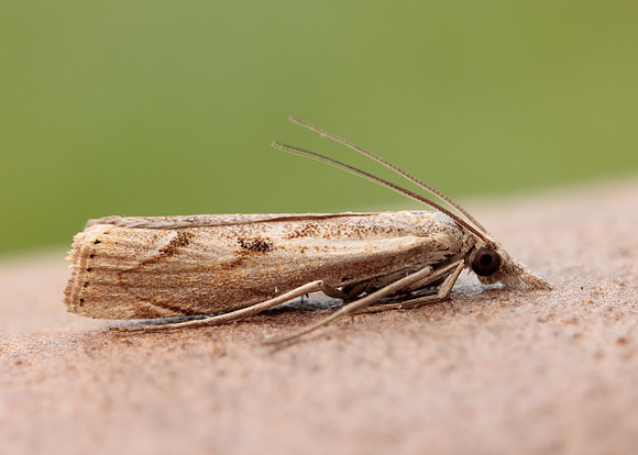 63.095 BF1309 Agriphila geniculea