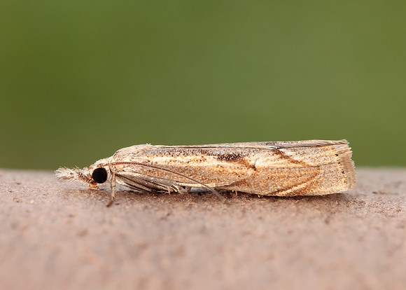 63.095 BF1309 Agriphila geniculea