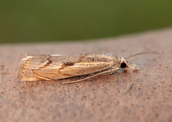63.095 BF1309 Agriphila geniculea