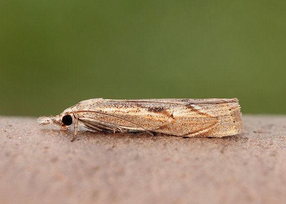 63.095 BF1309 Agriphila geniculea