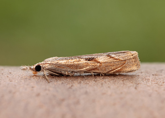 63.095 BF1309 Agriphila geniculea