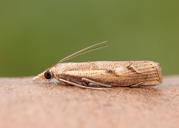 63.095 BF1309 Agriphila geniculea
