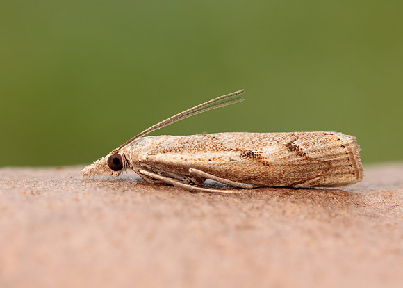 63.095 BF1309 Agriphila geniculea