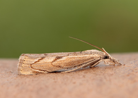 63.095 BF1309 Agriphila geniculea