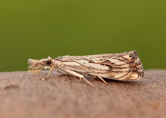 63.102 BF1316 Catoptria falsella