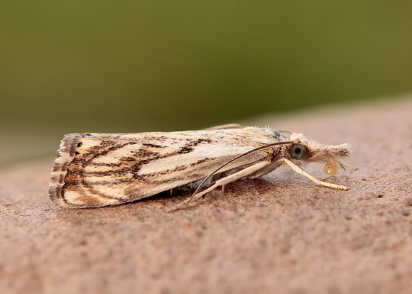 63.102 BF1316 Catoptria falsella