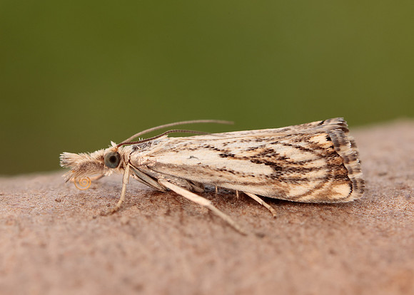 63.102 BF1316 Catoptria falsella