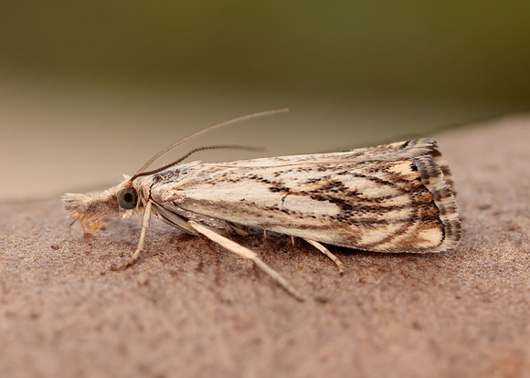 63.102 BF1316 Catoptria falsella