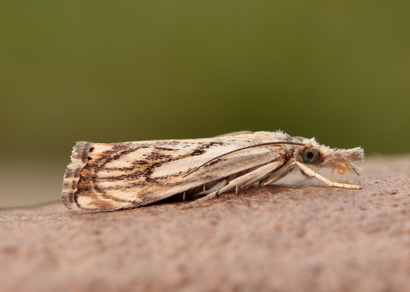 63.102 BF1316 Catoptria falsella
