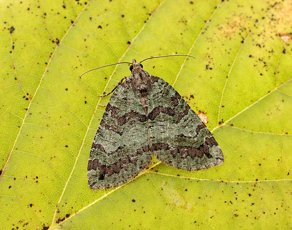 63.102 BF1316 Catoptria falsella
